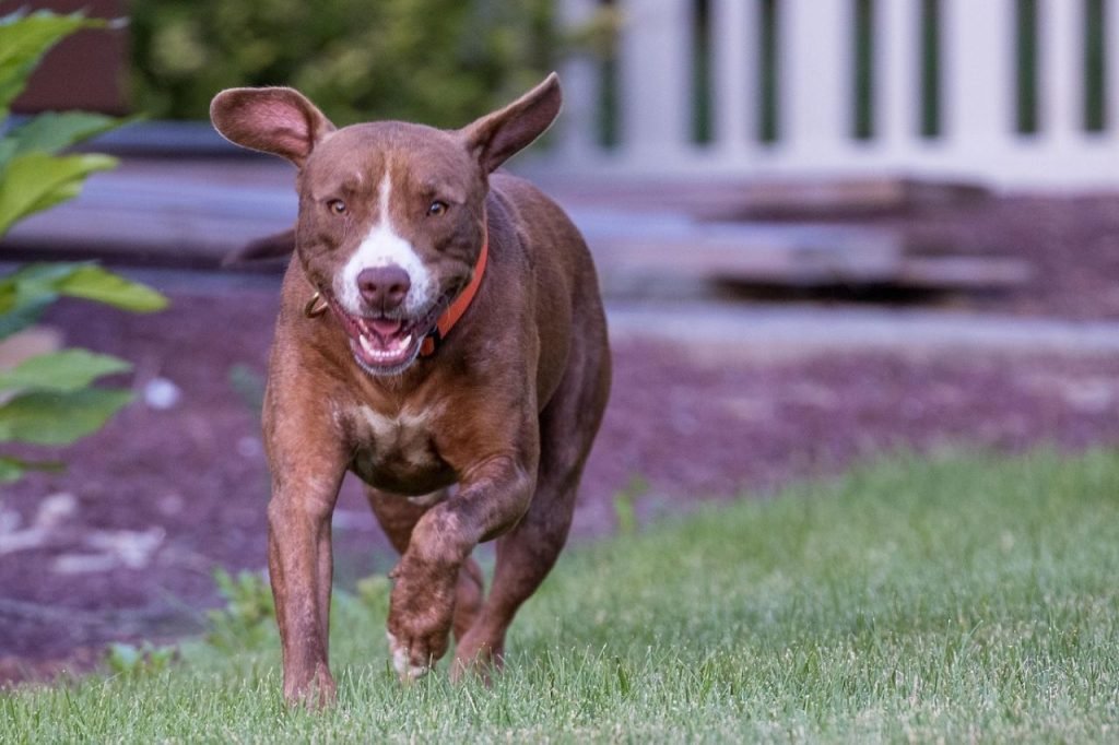 Mean Dog Breeds: Unveiling the Misunderstood Myths