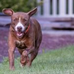 Mean Dog Breeds: Unveiling the Misunderstood Myths