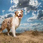 Medium Active Dog Breeds: Perfect Companions for Adventure