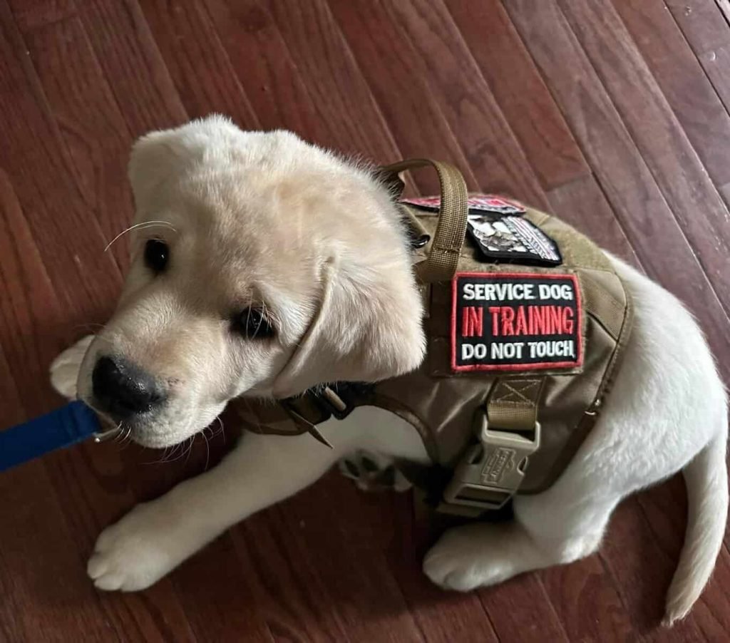 Mental Health Service Dogs: Transforming Lives Daily