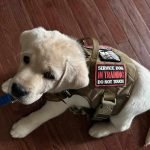 Mental Health Service Dogs: Transforming Lives Daily