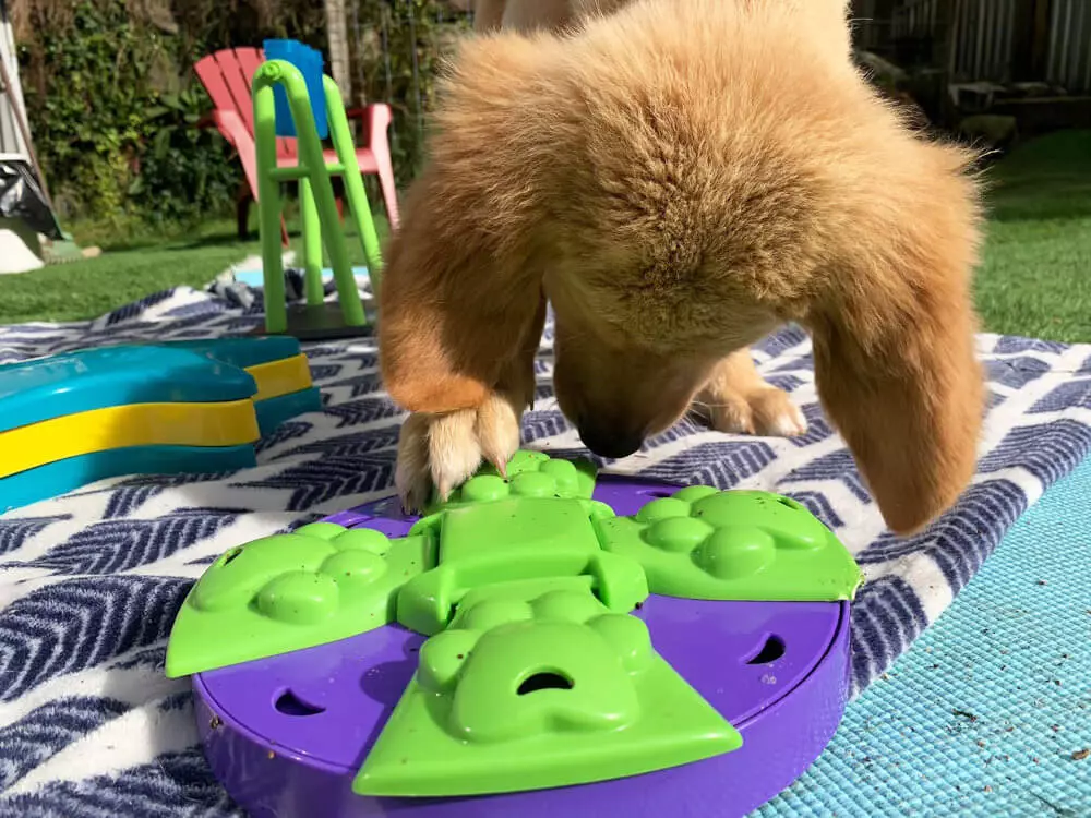 Mental Stimulation Activities for Dogs: Boost Their Brainpower