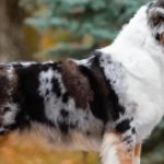 Merle Colored Dog Breeds: Discover Stunning Varieties