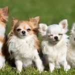 Mexican Dog Breeds: Discover Unique Canine Companions