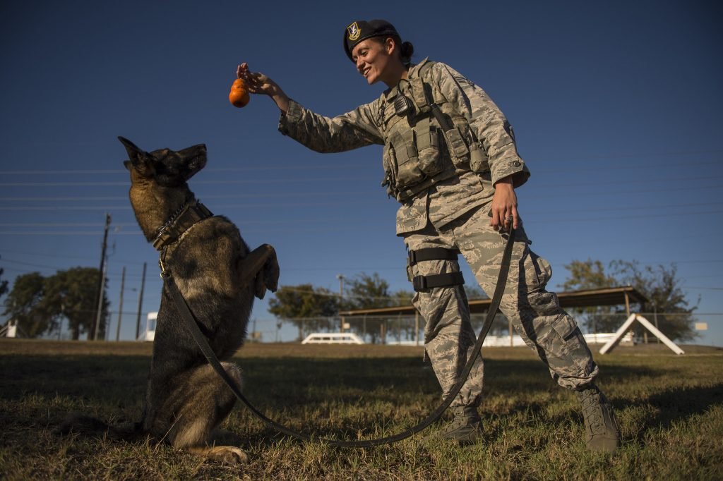 Military Dog Training: Secrets to Elite Canine Skills