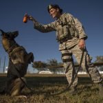 Military Dog Training: Secrets to Elite Canine Skills