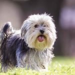 Mixed Dog Breeds: Unveiling the Best of Both Worlds