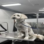 Mobile Dog Grooming Franchise for Sale: Unleash Success