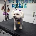 Mobile Dog Grooming Rochester Ny: Convenient Pet Care