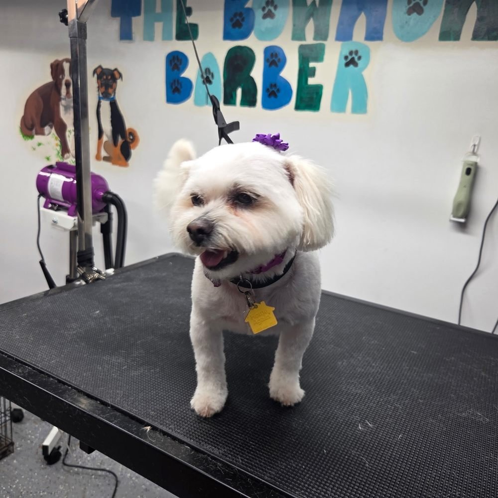 Mobile Dog Grooming Rochester Ny: Convenient Pet Care