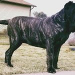 Molossus Dog Breeds: Unleashing Majestic Guardians