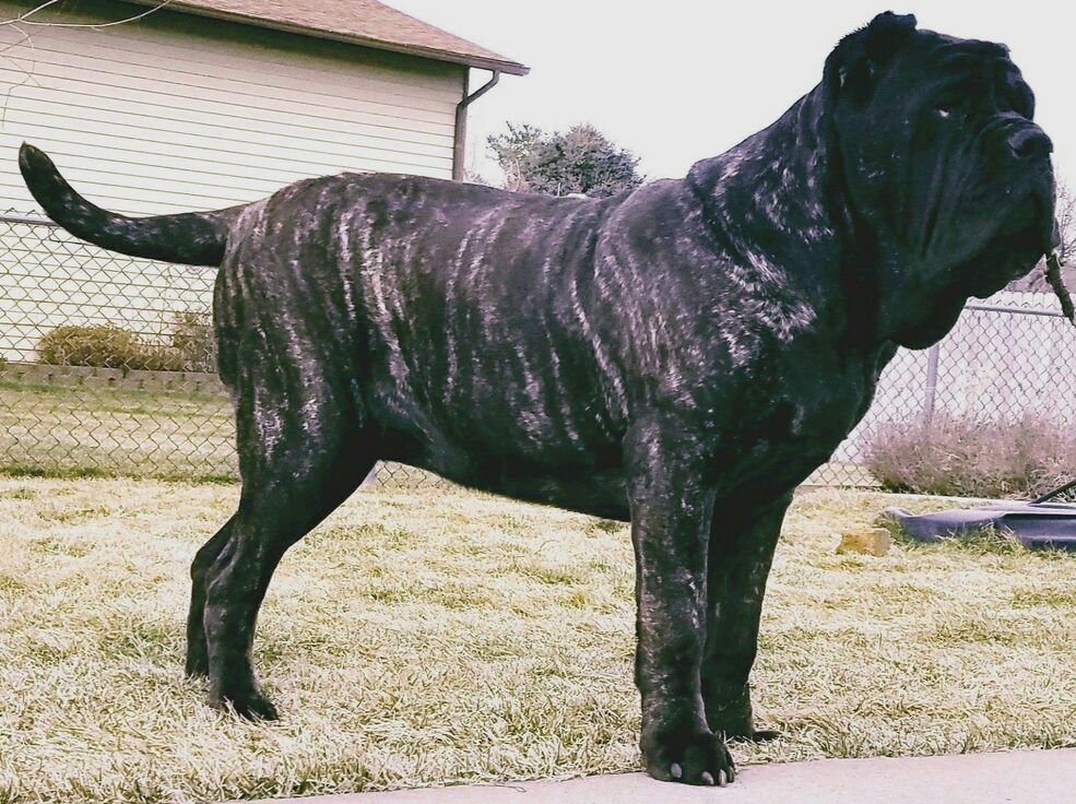 Molossus Dog Breeds: Unleashing Majestic Guardians