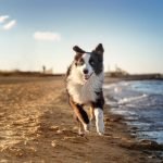 Most Active Dogs: Unleash Boundless Energy
