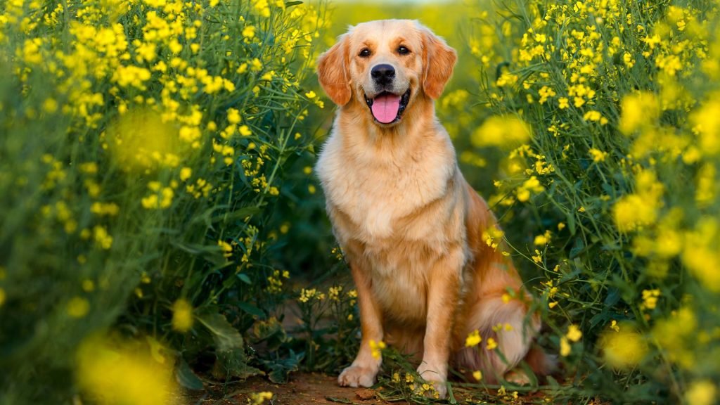 Most Beautiful Dog Breeds: Discover Stunning Canines