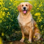 Most Beautiful Dog Breeds: Discover Stunning Canines