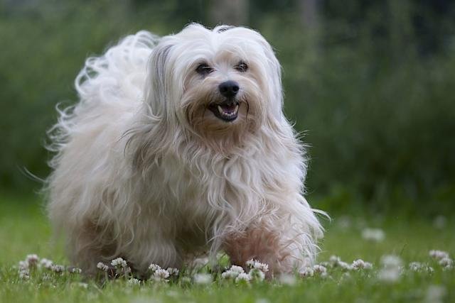 Most Healthy Small Dog Breeds: Vitality in Petite Packages