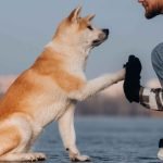 Most Loyal Dog Breeds: Unwavering Companions
