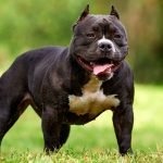 Most Strongest Dog Breeds: Discover Their Incredible Power