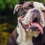 Most Stubborn Dog Breeds: Challenging Yet Lovable