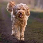 Most Unusual Dog Breeds: Discover Rare Canine Wonders