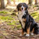 Mountain Dog Breeds: Majestic Companions Unleashed