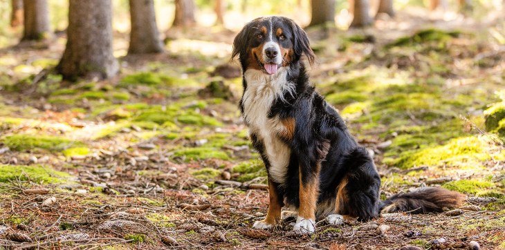Mountain Dog Breeds: Majestic Companions Unleashed