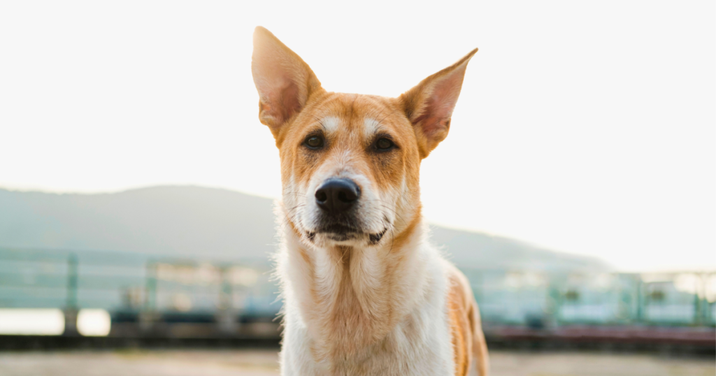 Mutt Dog Breeds: Discover Unique and Lovable Traits