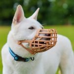 Muzzle Training Dogs: Essential Tips for Success