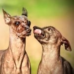 Naked Dog Breeds: Unveiling Their Unique Charm