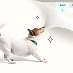 Nationwide Insurance for Dogs: Protect Your Pup Today