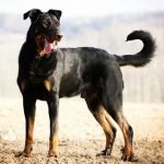 Natural Breed Kennels Family-Friendly Dog Breeds Guide