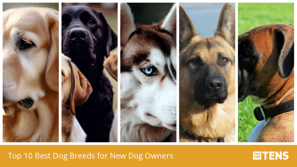 New Dog Breeds: Discover the Latest Canine Additions
