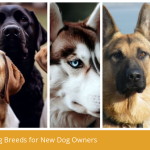 New Dog Breeds: Discover the Latest Canine Additions