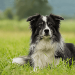 New Zealand Sheep Dog Breeds: Ultimate Guide to Top Types