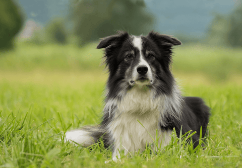 New Zealand Sheep Dog Breeds: Ultimate Guide to Top Types