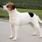 Newest Dog Breeds: Discover Unique Furry Friends