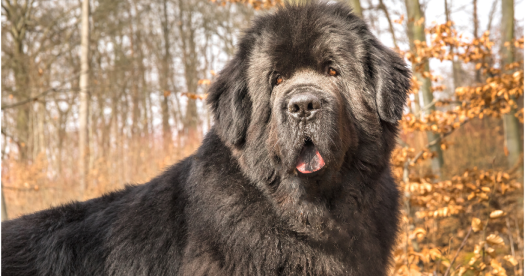 Newfoundland Dog Health Issues: Crucial Tips for Owners