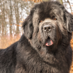 Newfoundland Dog Health Issues: Crucial Tips for Owners