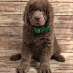 Newfoundland Dog Health Problems: Essential Care Tips
