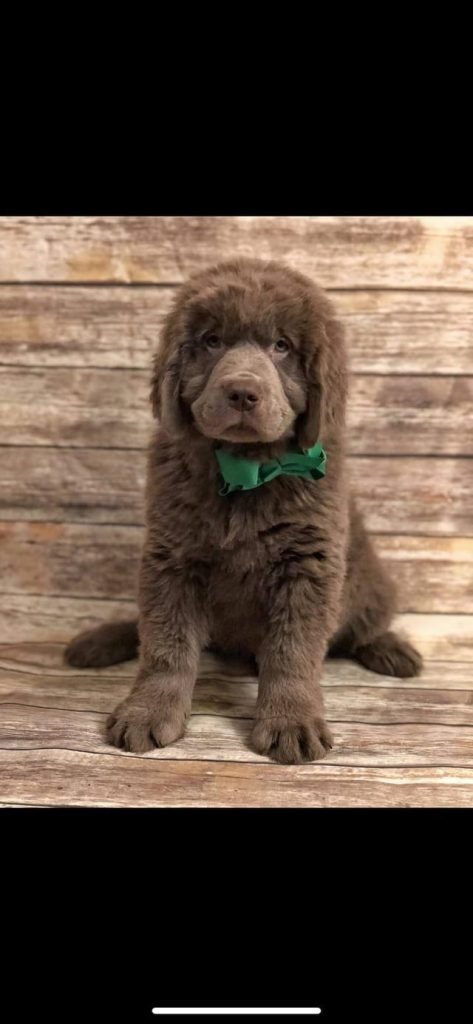 Newfoundland Dog Health Problems: Essential Care Tips