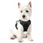 No Pull Harness for Small Dogs: Top Comfortable and Reflective Picks