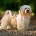 No Shedding Dog Breeds: Discover Your Perfect Pet
