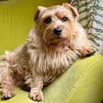 Norfolk Terrier Dog Breeds: Energetic Companions Unleashed