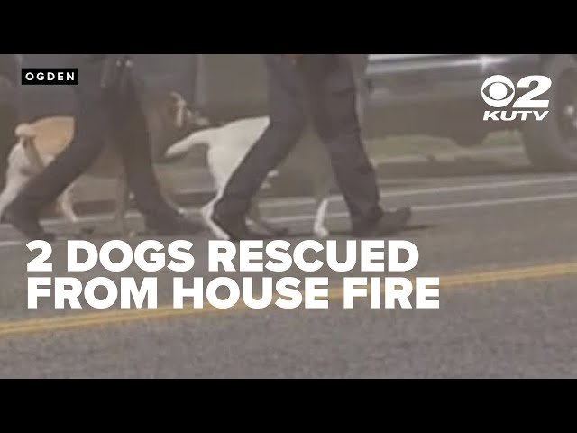 Ogden Dogs Rescued: Heartwarming Stories & New Beginnings