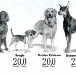 Old Breeds of Dogs: Timeless Companions Unveiled