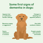 Old Dog Behaviour: Unveiling Secrets of Senior Pets