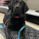 Online Service Dog Training: Transform Your Pup Online