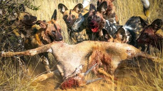 Painted Dog Diet: Discover Their Unique Eating Habits