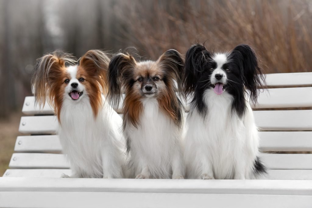 Papillon Dog Breed Health Issues: Essential Care Tips