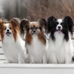Papillon Dog Breed Health Issues: Essential Care Tips